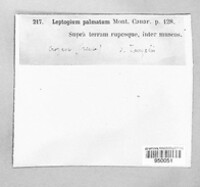 Leptogium palmatum image